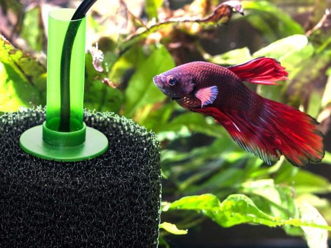 When Should You Use a Sponge Filter in Your Aquarium?