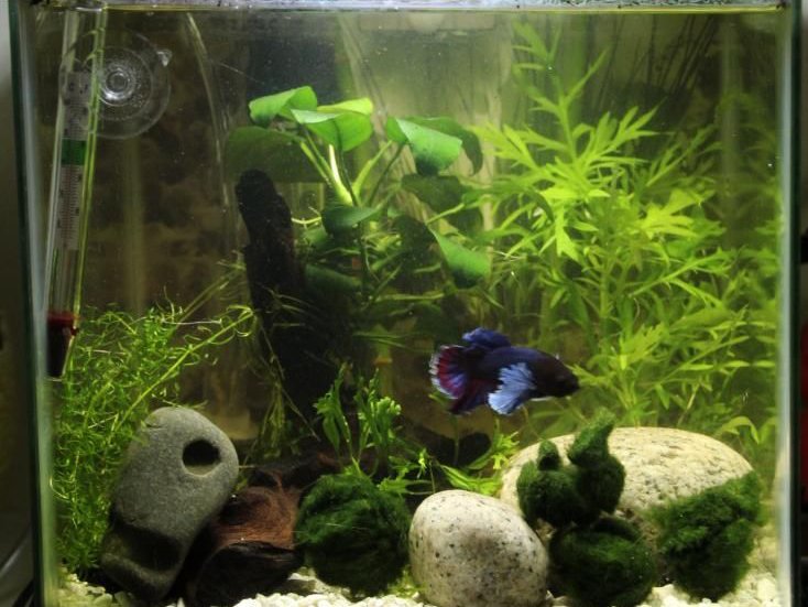 Emergency Aquarium Heating Tips Without Electricity