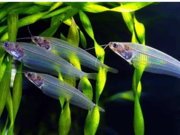 6 Reasons for Low Oxygen in Fish Tanks & How to Fix It
